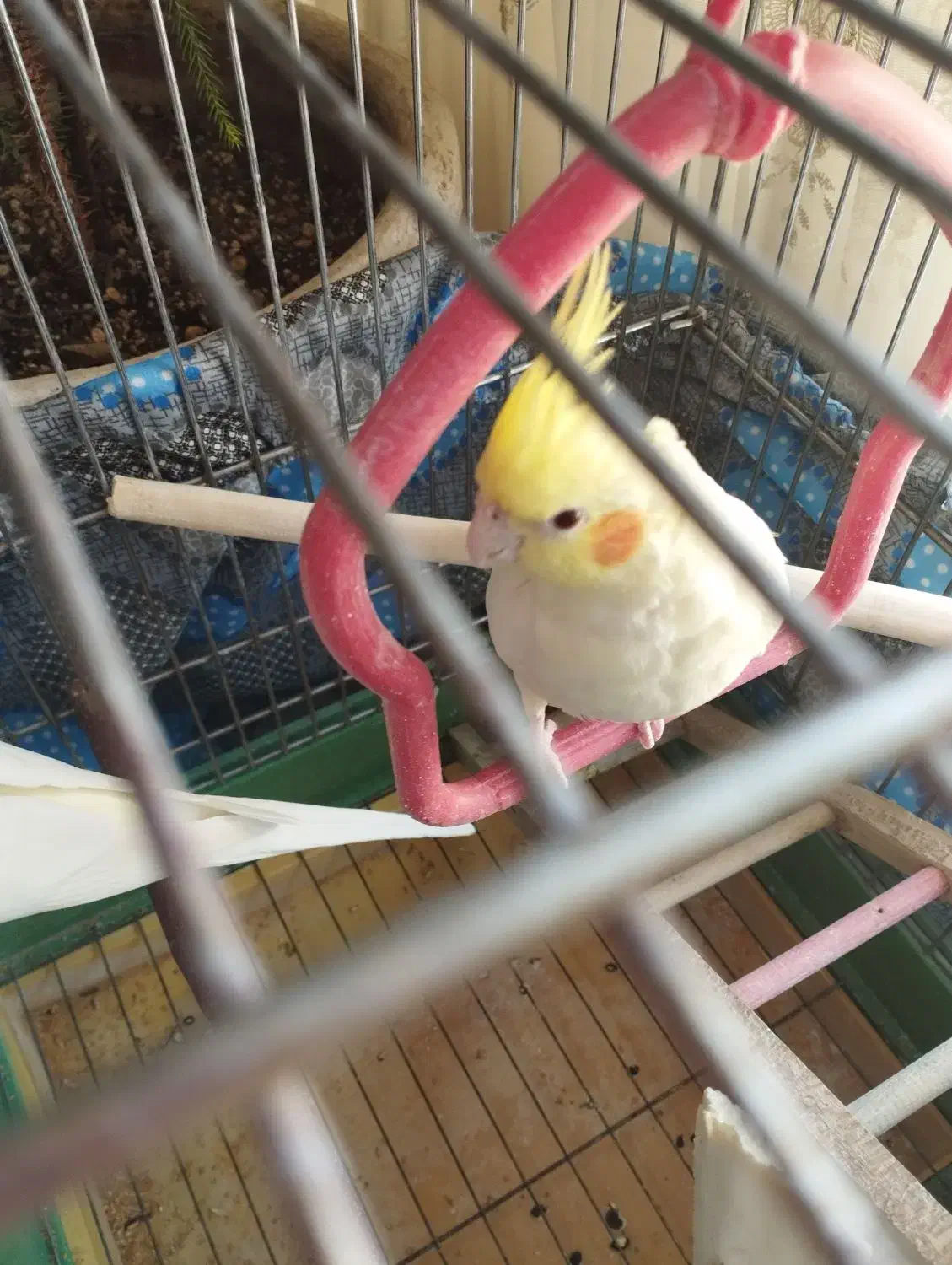 عروس هلندی جفت|پرنده|پردیس, فاز ۶|دیوار