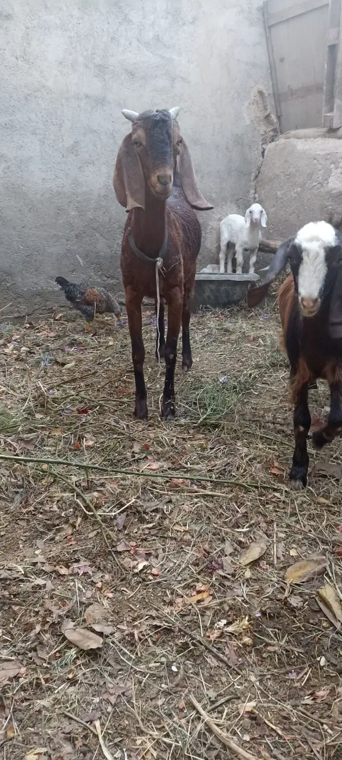 یک بز ماده پاکستانی اصل سالم سالم سالم|حیوانات مزرعه|مشهد, امیرآباد|دیوار