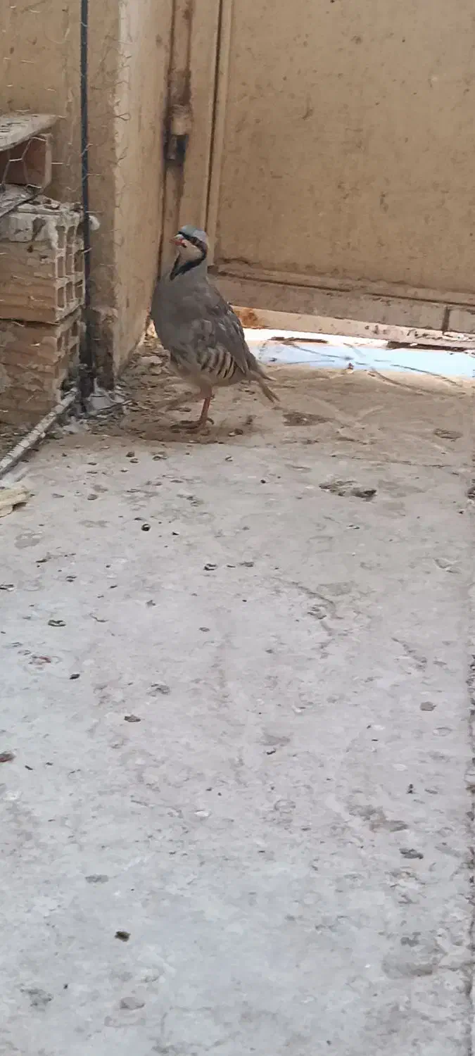 بلدرچین کوهی|پرنده|زابل, |دیوار