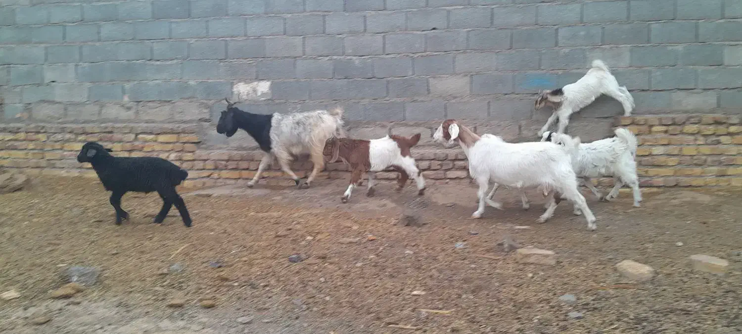 شاهبزمیشبرهبزبزغاله|حیوانات مزرعه|رضویه, |دیوار