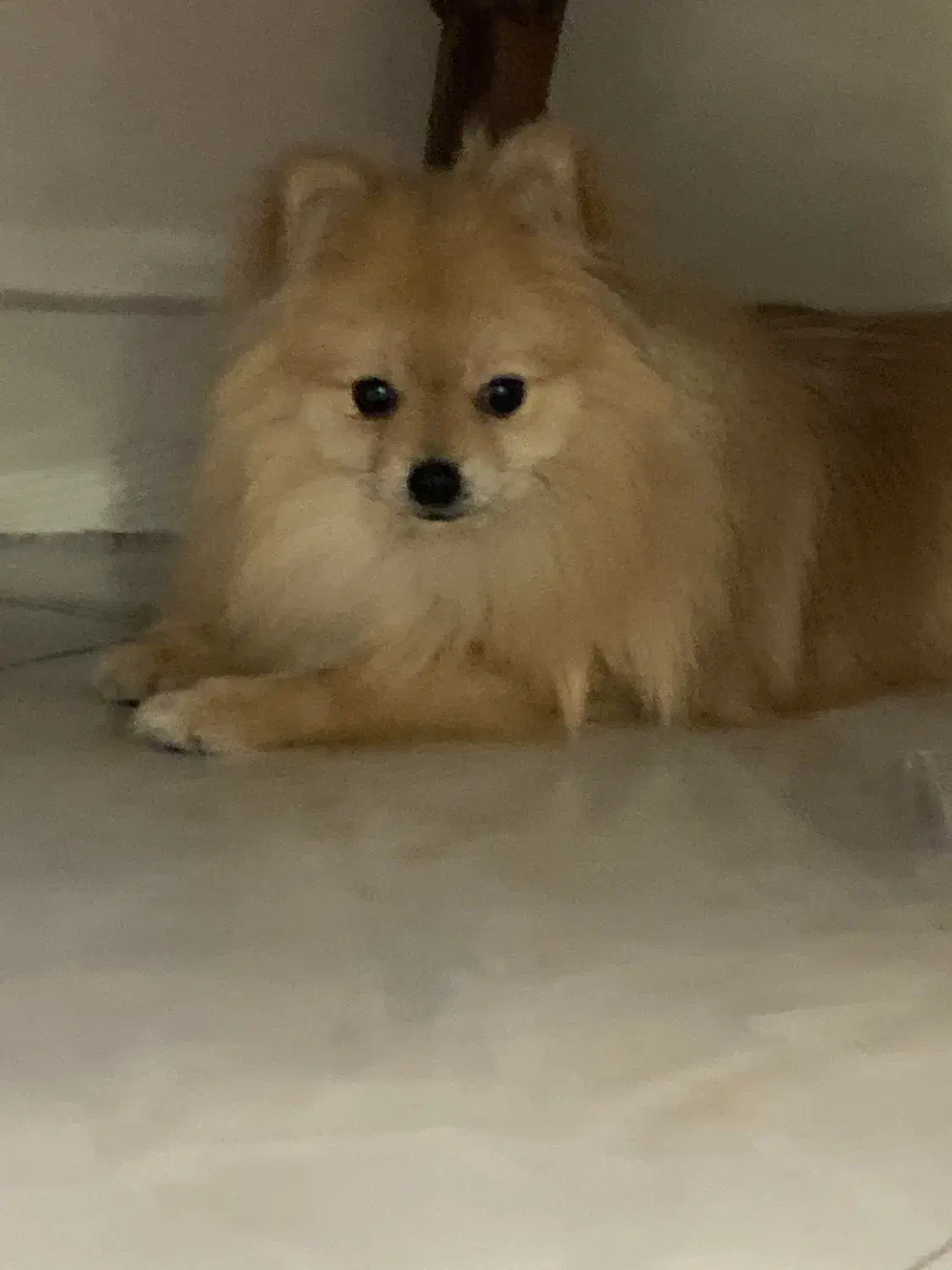 پامر خرسی|سگ|ری, سیزده آبان|دیوار