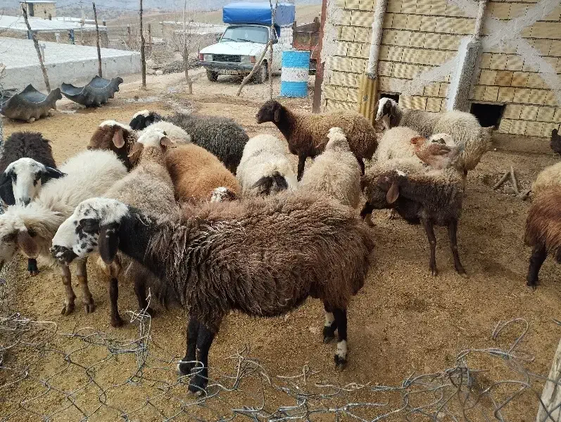 میش و بره|حیوانات مزرعه|فیروزآباد (لرستان), |دیوار