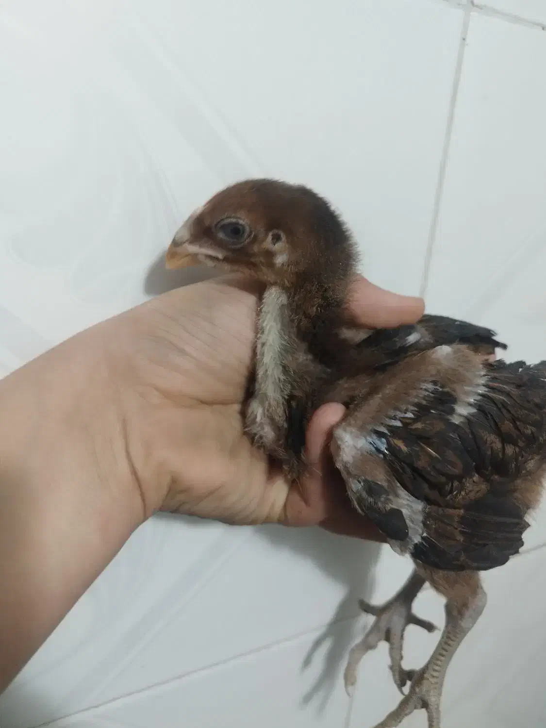 یک جفت جوجه لاری|حیوانات مزرعه|مشگین شهر, |دیوار