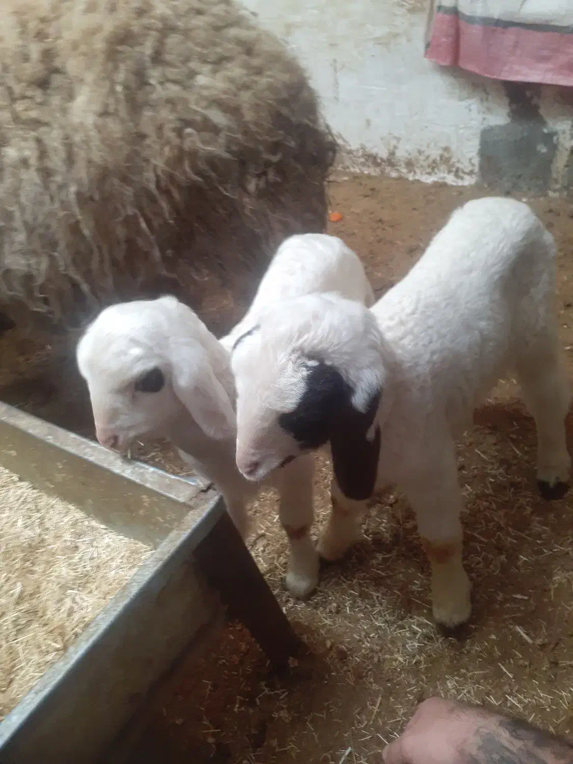 گوسفند|حیوانات مزرعه|کرمانشاه, |دیوار