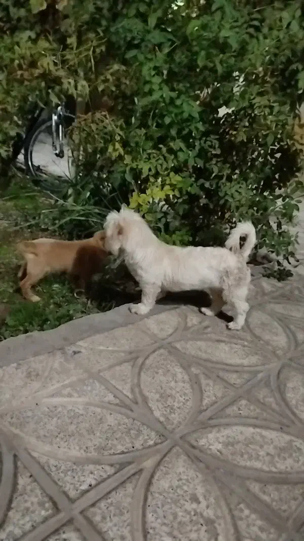 سگ پا کوتاه|سگ|پیشوا, |دیوار