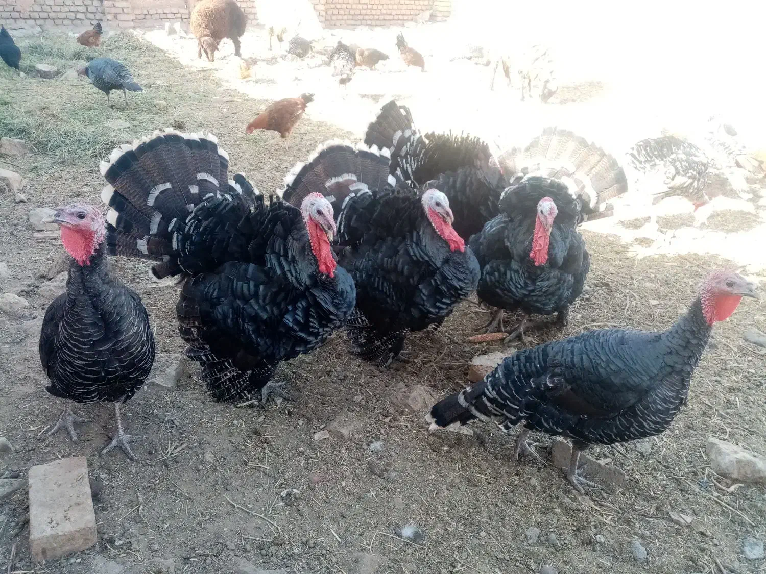 بوقلمون محلی|حیوانات مزرعه|جوین, |دیوار