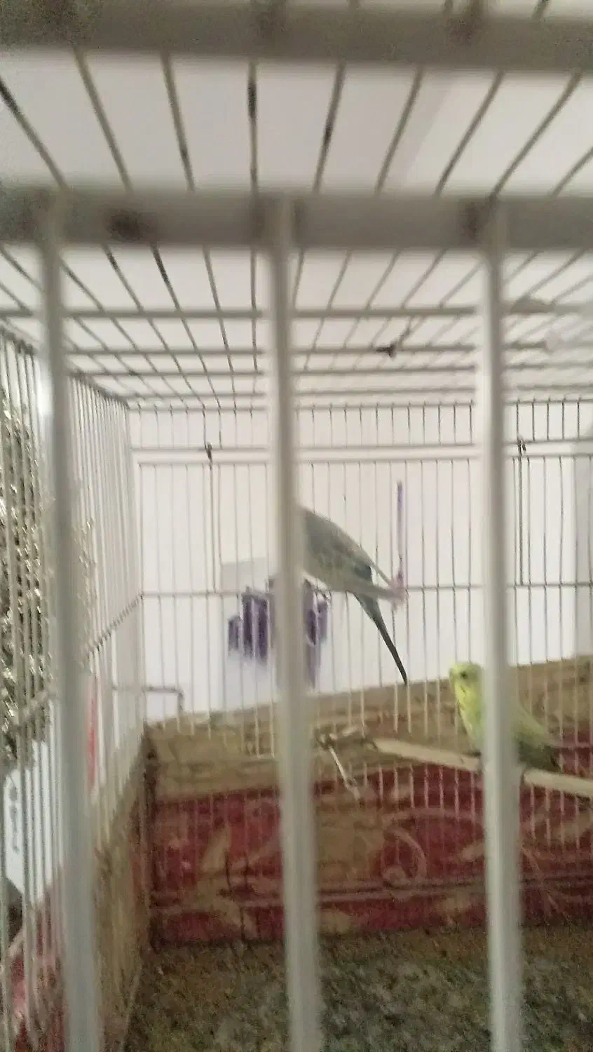 یک جفت عروس هلندی یک جفت مرغ عشق|پرنده|مشهد, گلشور|دیوار