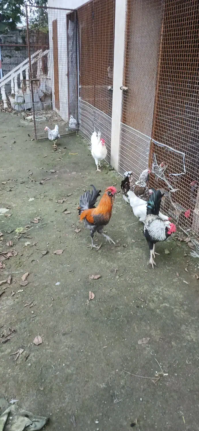 مرغ گلین|حیوانات مزرعه|چابکسر, |دیوار