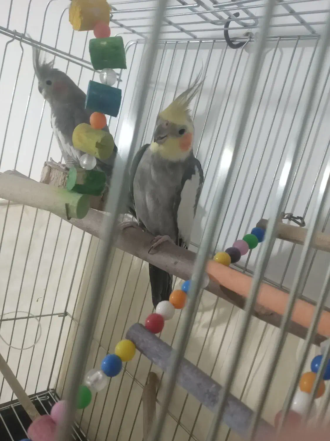 ۳تا عروس هلندی|پرنده|اقبالیه, |دیوار