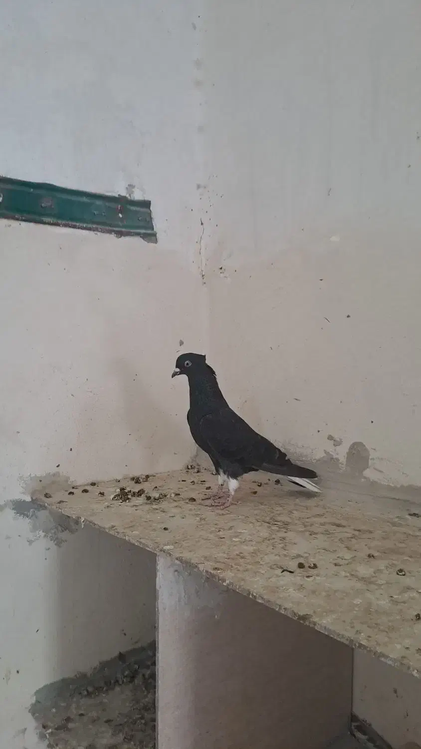 کبوتر|پرنده|رامشیر, |دیوار