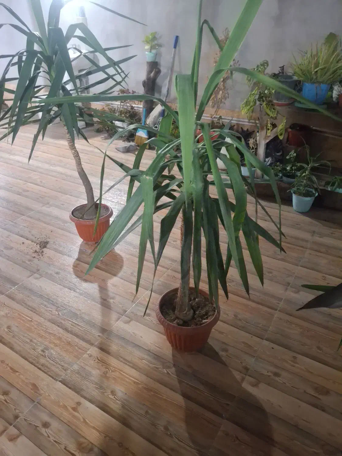 گل یوکا|گل و گیاه طبیعی|گرگان, |دیوار