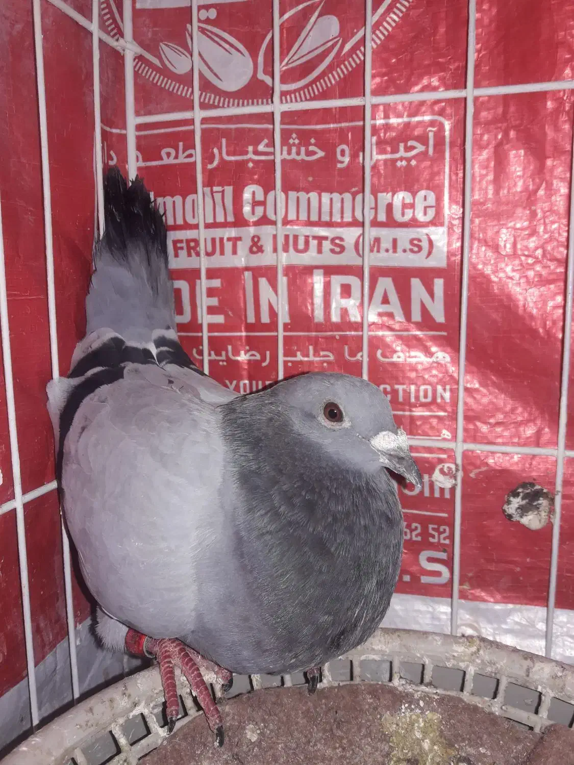 کبوتر|پرنده|مسجد سلیمان, |دیوار