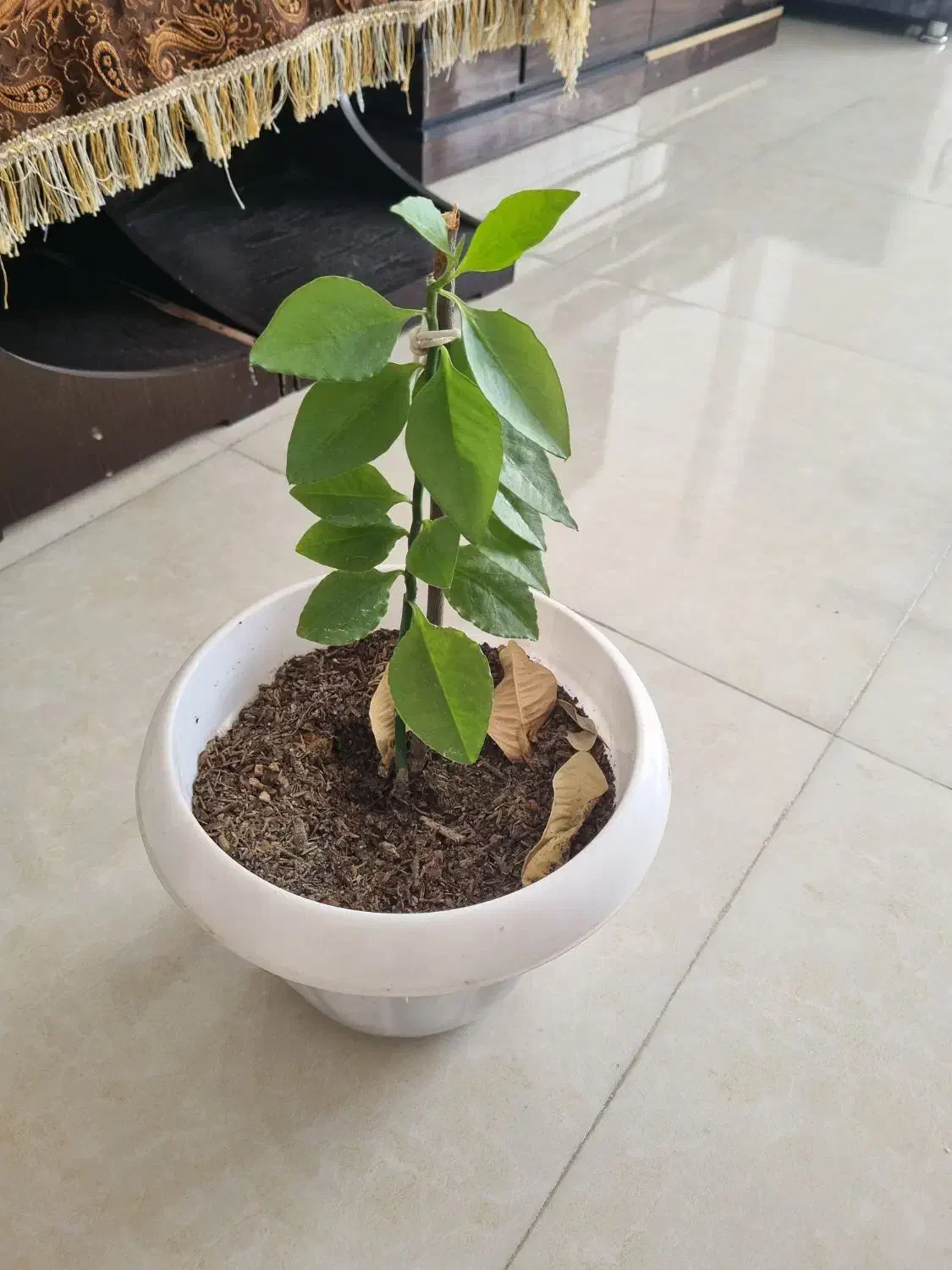 گل و گیاه|گل و گیاه طبیعی|شیراز, احمدی جنوبی|دیوار