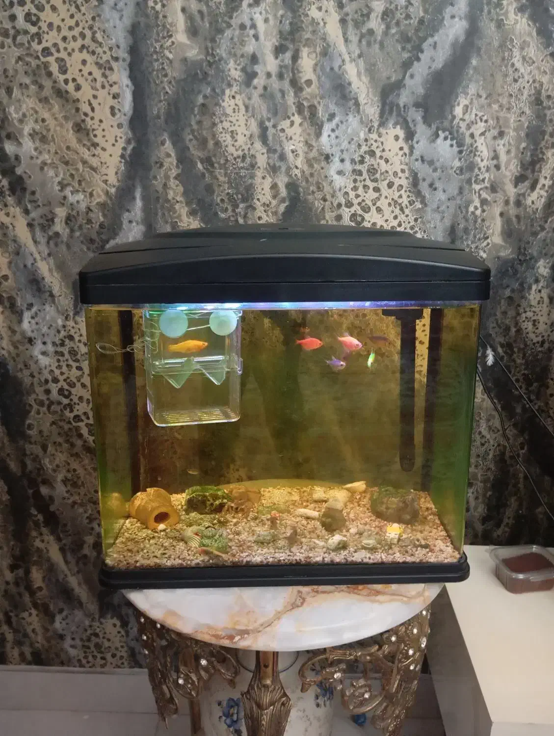 آکواریوم ماهیران|ماهی|تبریز, |دیوار