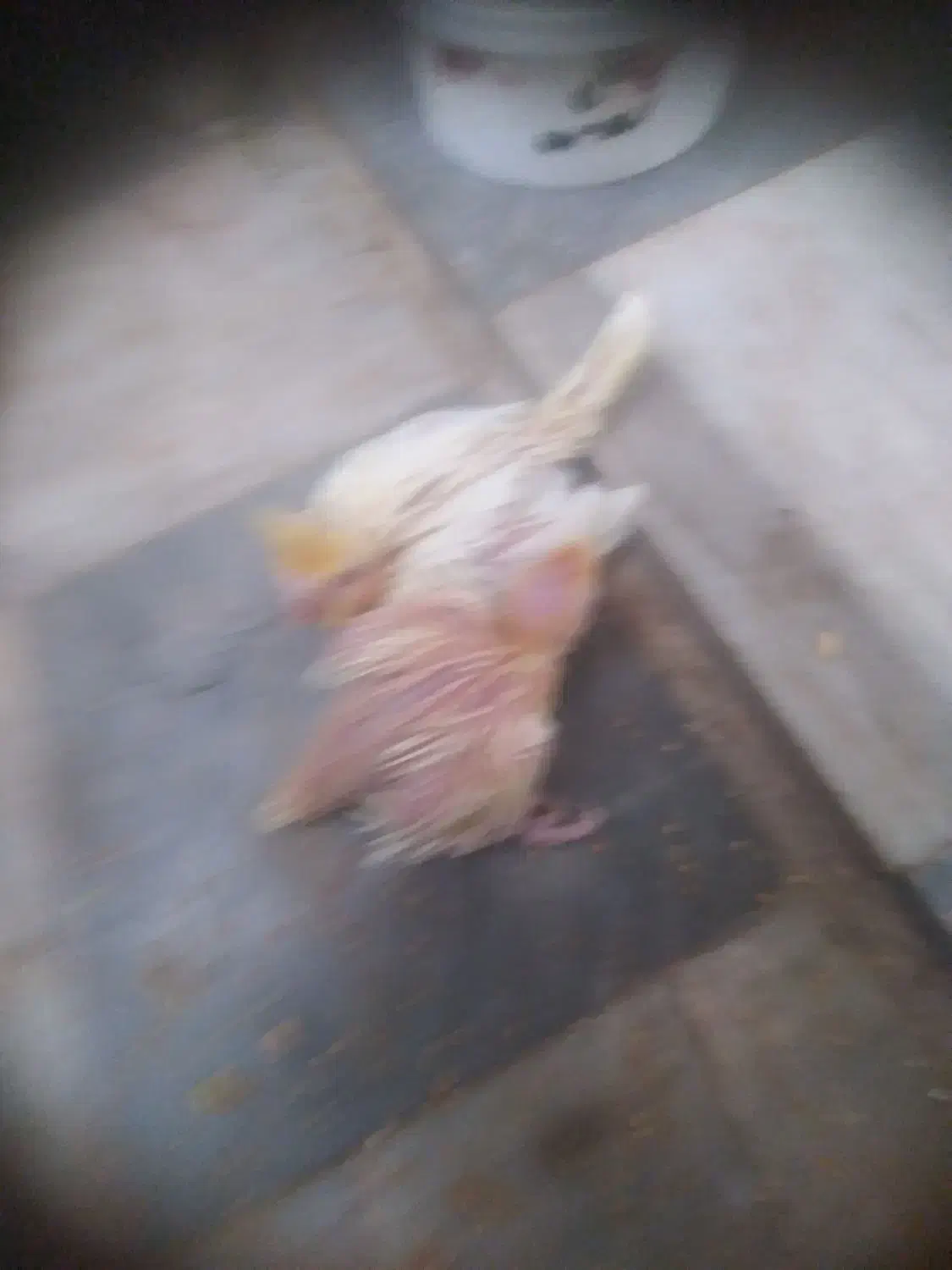 یکجف عروس نروماده مولد ودوعدد جوجه سرلاکی|پرنده|خمین, |دیوار