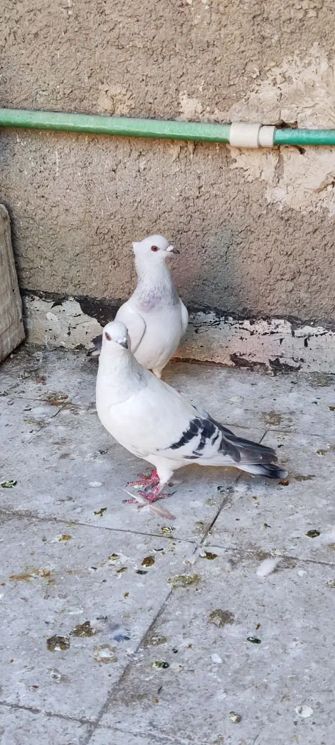 کفتر پلاکی|پرنده|شیراز, کوشک میدان|دیوار