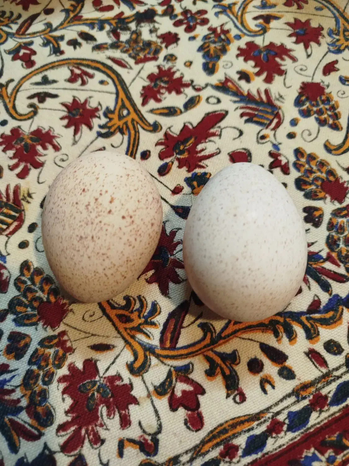 تخم بوقلمون نطفه دار|حیوانات مزرعه|قزوین, |دیوار