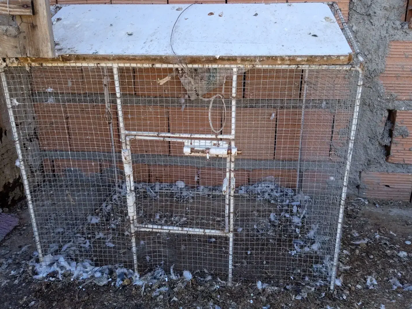 قفس طوطی|لوازم جانبی حیوانات|گنبد کاووس, |دیوار