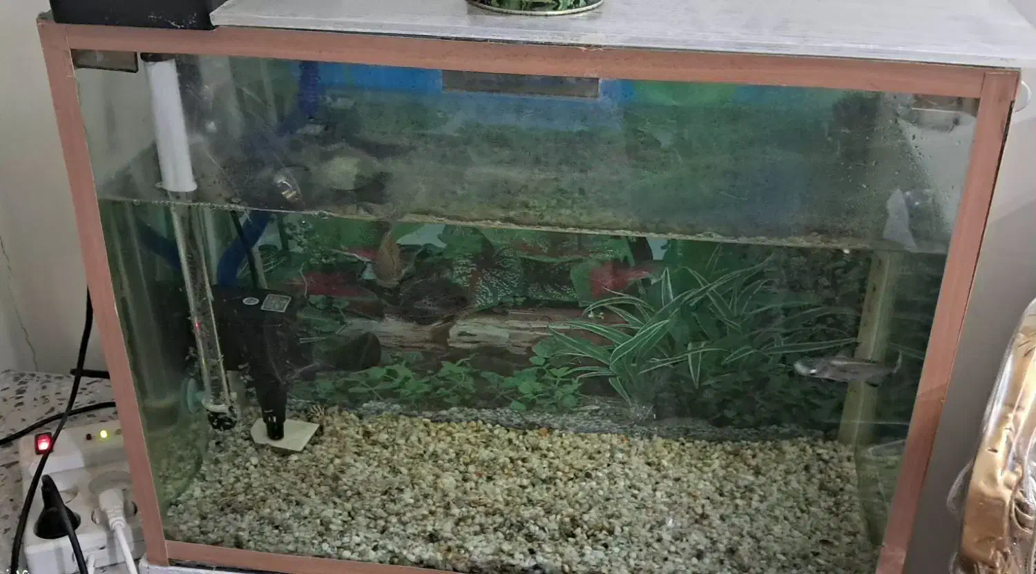 آکواریوم همراه ماهی سه عدد اسکار و کوسه|ماهی|ملایر, |دیوار