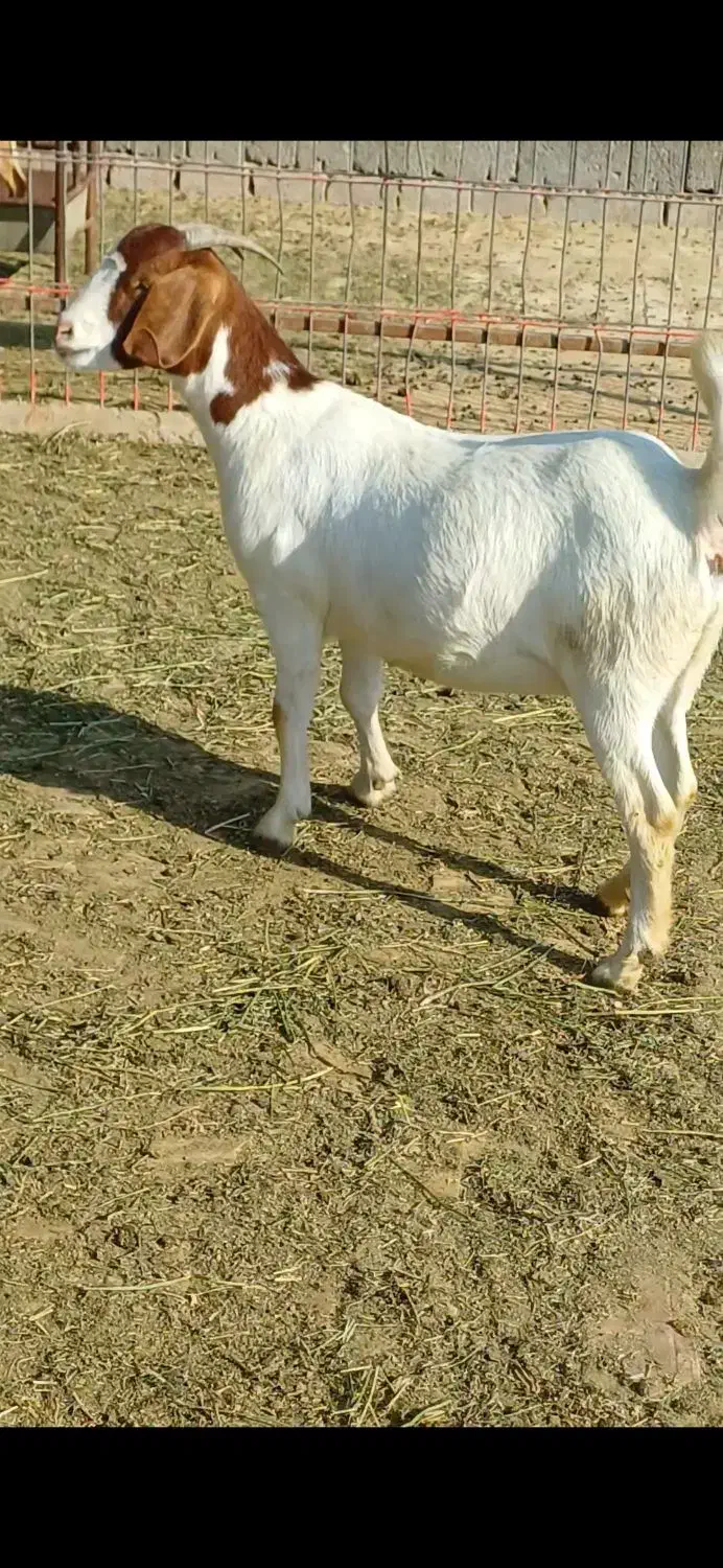بوئر|حیوانات مزرعه|تهران, سلیمانی|دیوار