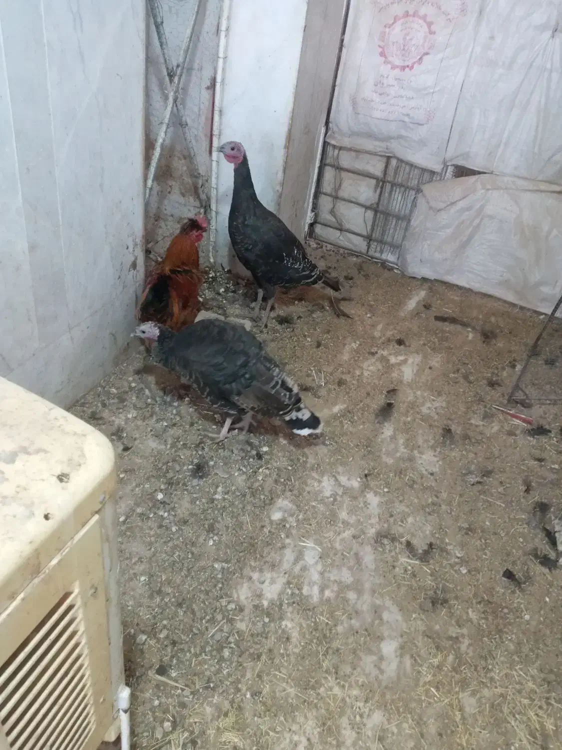 بوقلمون نروماده خروس سلطان پرپا کلاهی|حیوانات مزرعه|کرمان, |دیوار