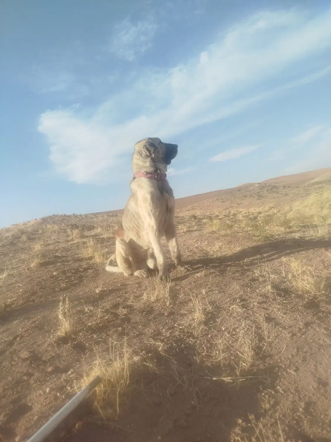 سگ پژدر نر|سگ|کرانی, |دیوار