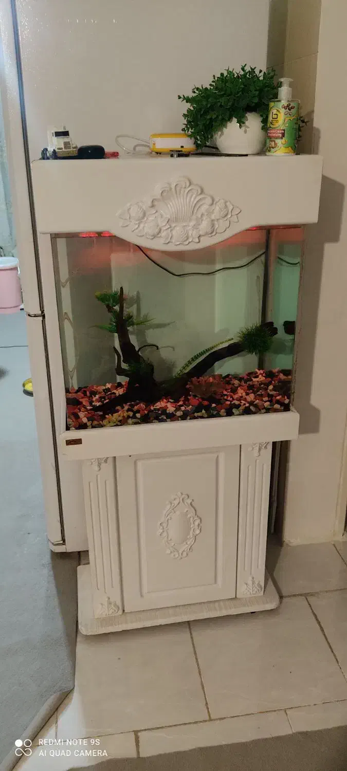 اکواریوم|ماهی|هشتگرد, شهرک ایران خودرو|دیوار