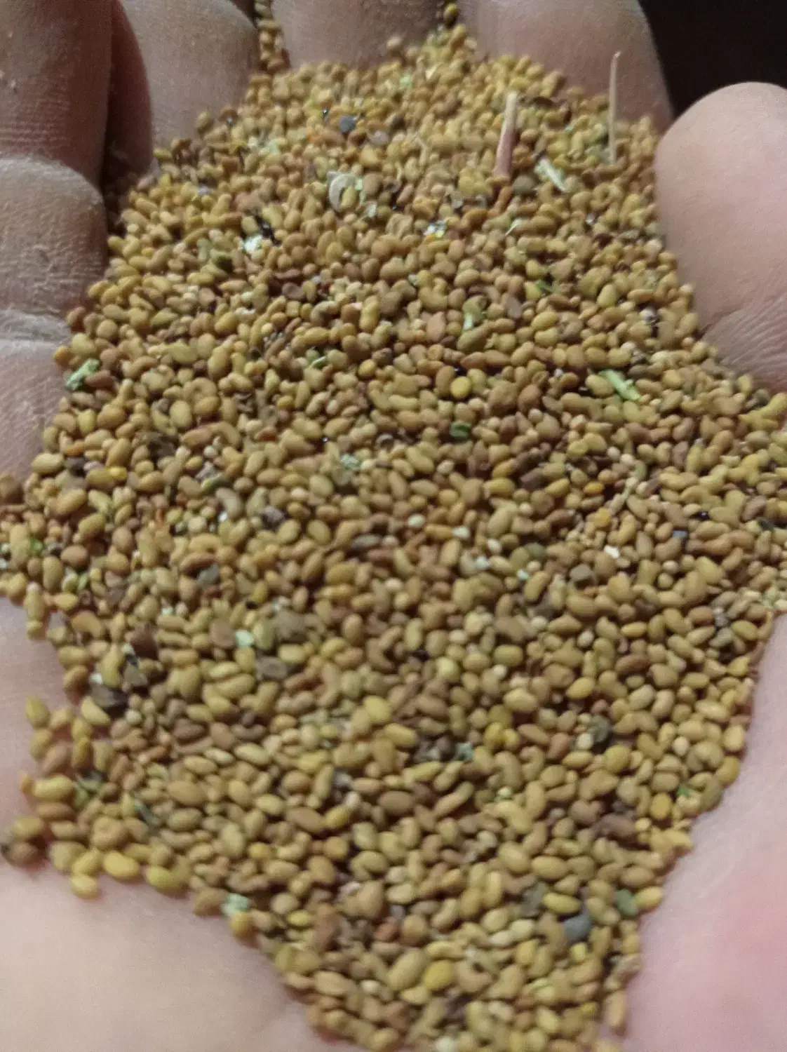 بذر یونجه|خدمات باغبانی و درختکاری|مرند, |دیوار