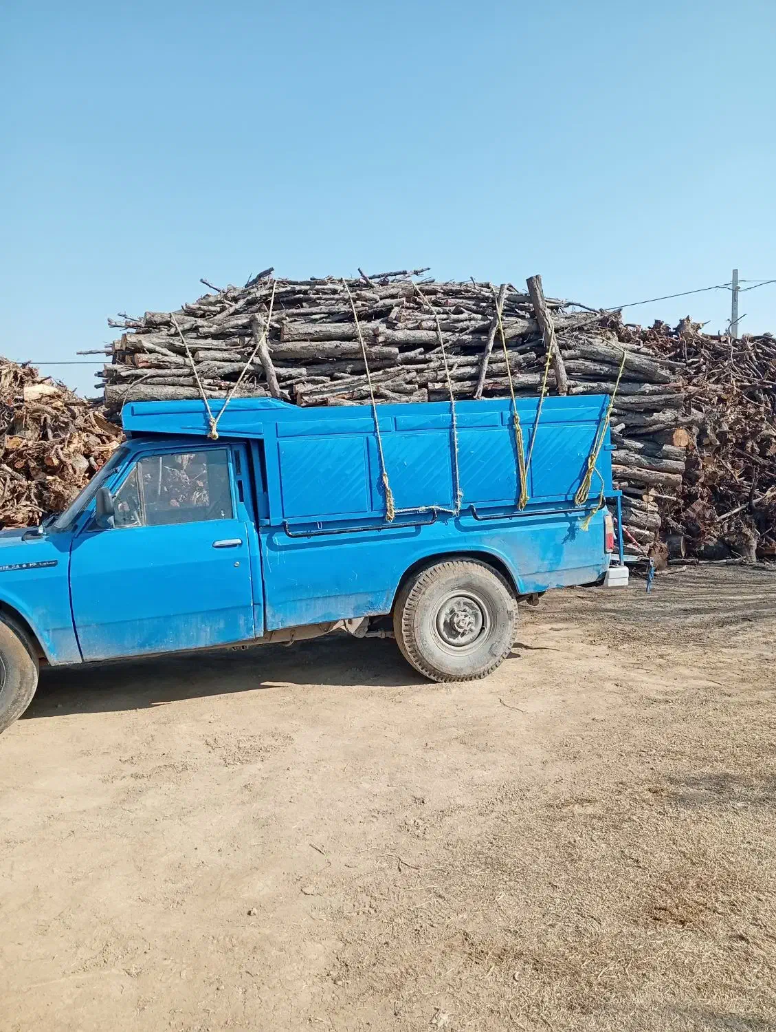 خریداره هرنوع درخت و ریشه یا کوتیح بصورت نقدنقد...|خدمات باغبانی و درختکاری|میاندوآب, |دیوار