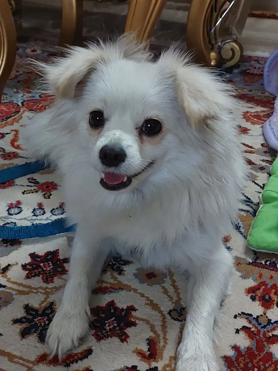 سگ پامر اشپیتز روباهی|سگ|ری, فیروزآباد|دیوار