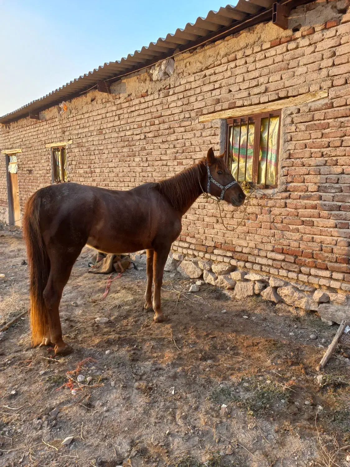 مادیان سواری دار|اسب و تجهیزات اسب‌سواری|بناب, |دیوار