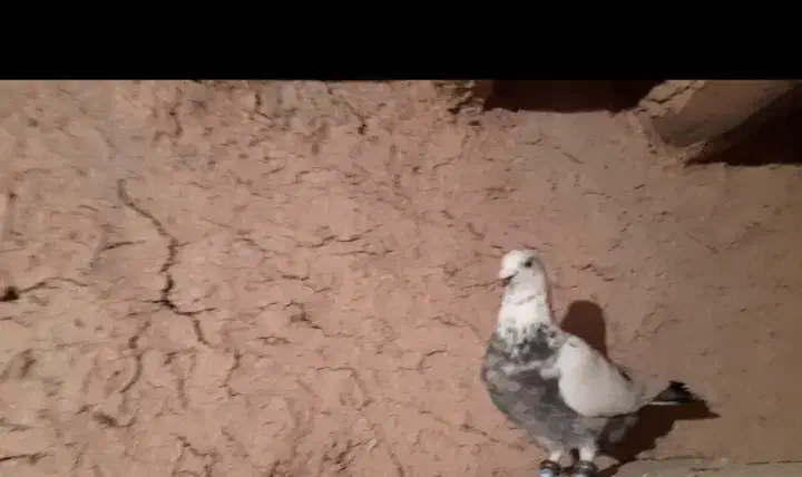 کفتر|پرنده|اسفراین, |دیوار