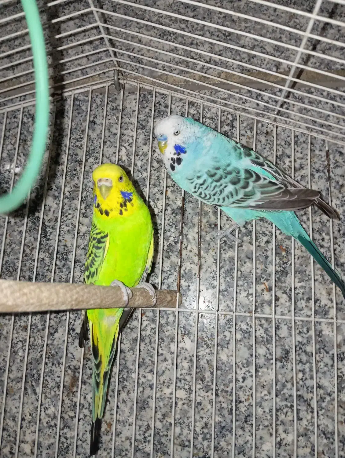 معاوضه مرغ عشق انگلیسی با مینا ماده|پرنده|تهران, بهمن یار|دیوار