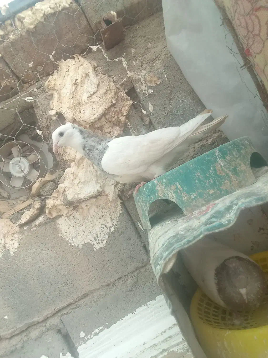 طوقی|پرنده|بم, |دیوار