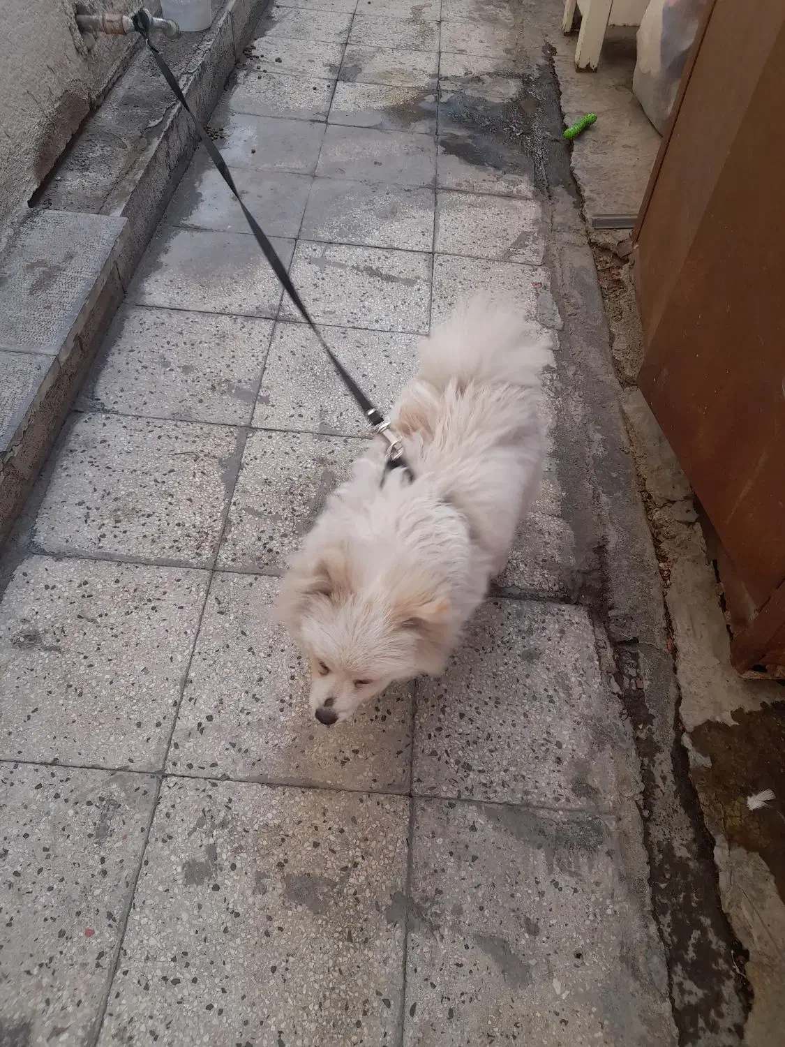 سگ پامر ۶ ماهه شناسنامه دار ۶ تومن|سگ|تهران, مطهری|دیوار