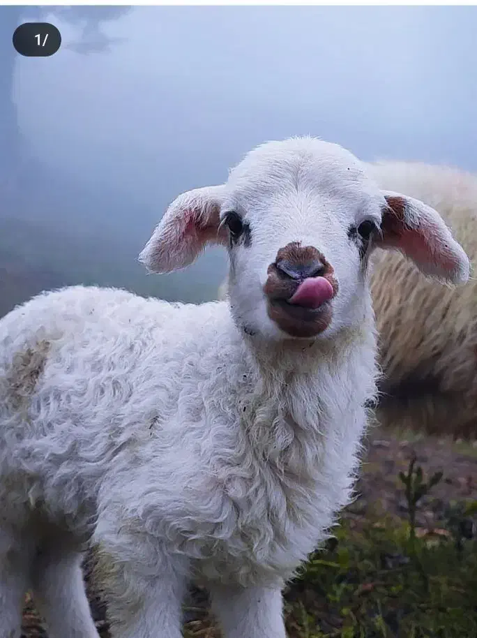 دامداری دام زنده|حیوانات مزرعه|محمدشهر, محمدشهر|دیوار