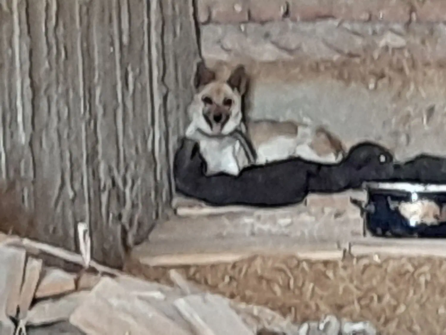 سگ پاکوتاه نگهبان|سگ|خسروشاه, |دیوار