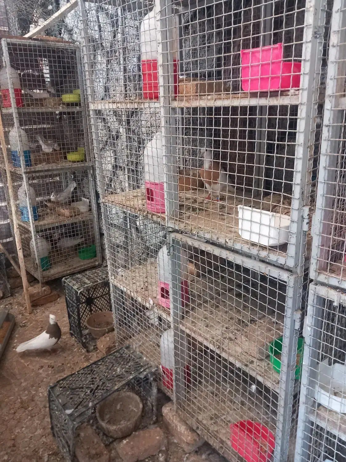 فروش تعدادی قفس جفت کن .بافنس وانتی|لوازم جانبی حیوانات|اسدآباد, |دیوار