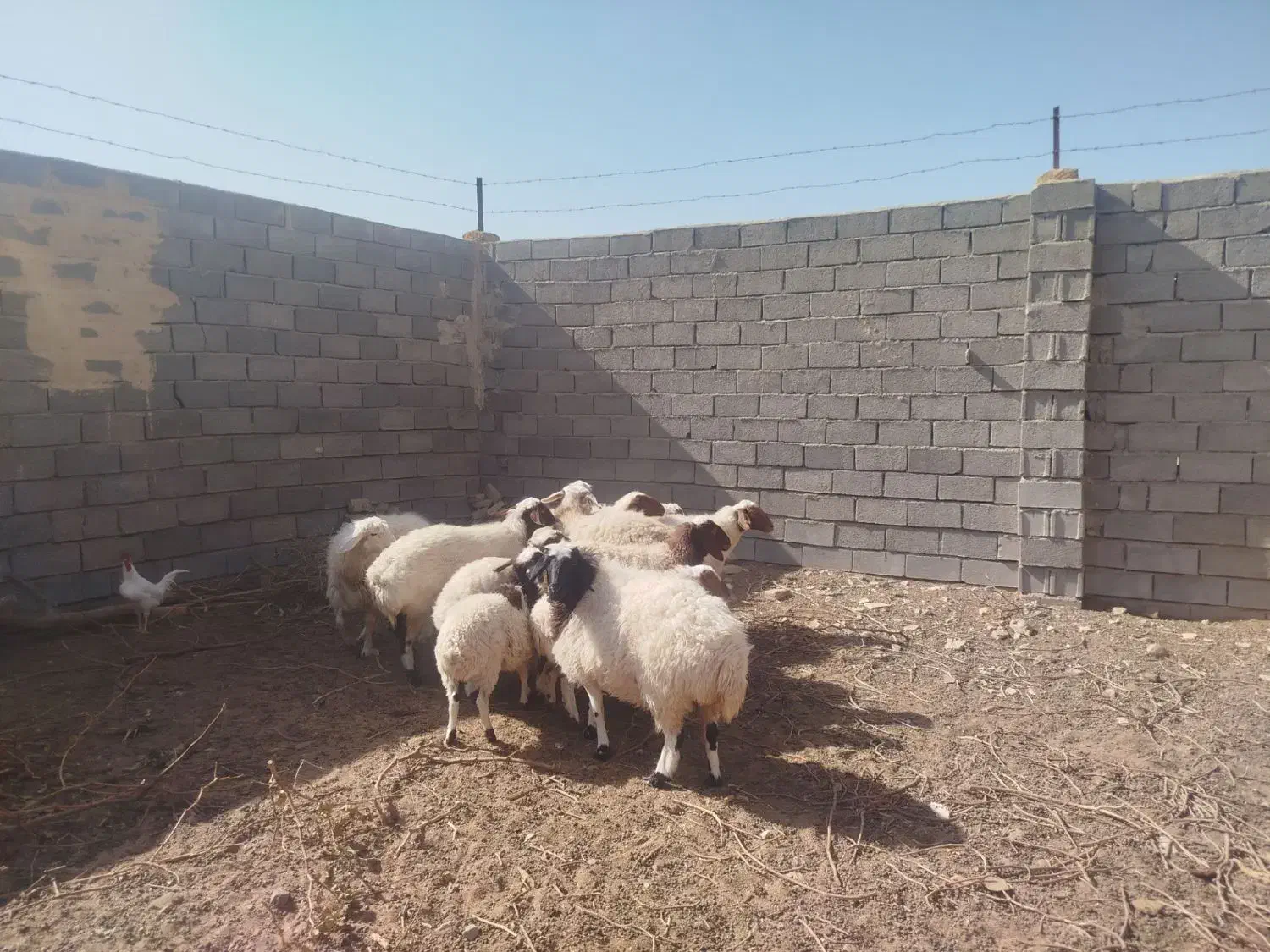 میش زایده فروشی|حیوانات مزرعه|کاشمر, |دیوار