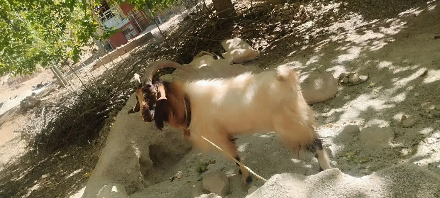 چپش فروشی|حیوانات مزرعه|پاتاوه, |دیوار