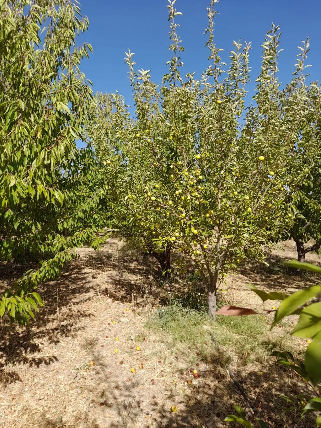 فروس باغ|فروش زمین و ملک کلنگی|زنجانرود, |دیوار