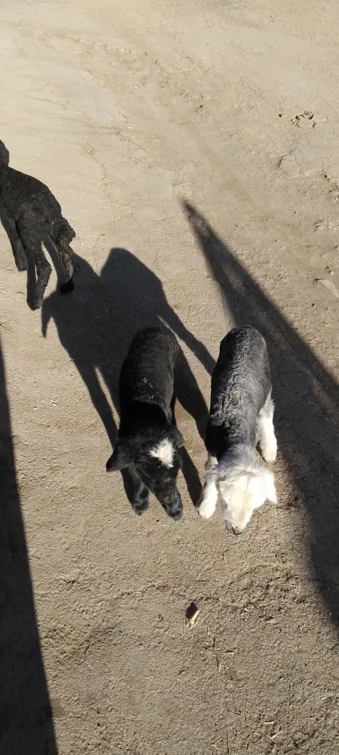 بره شیری|حیوانات مزرعه|شیدا, |دیوار