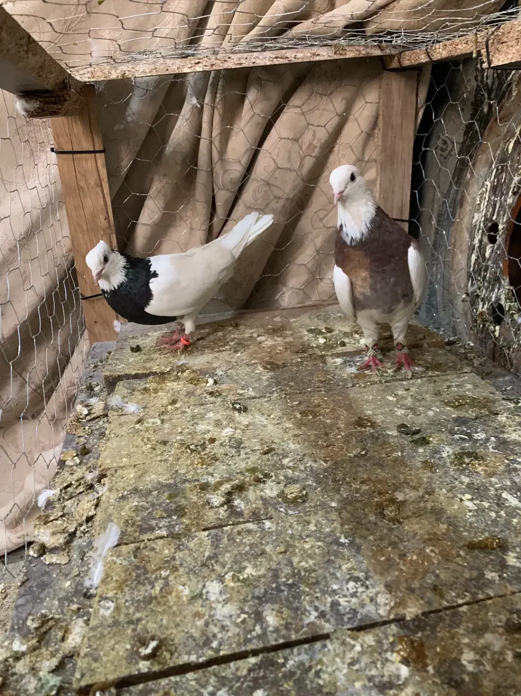 شیش جفت طوقی معاوضه با گوشی|پرنده|شیروان (خراسان), |دیوار