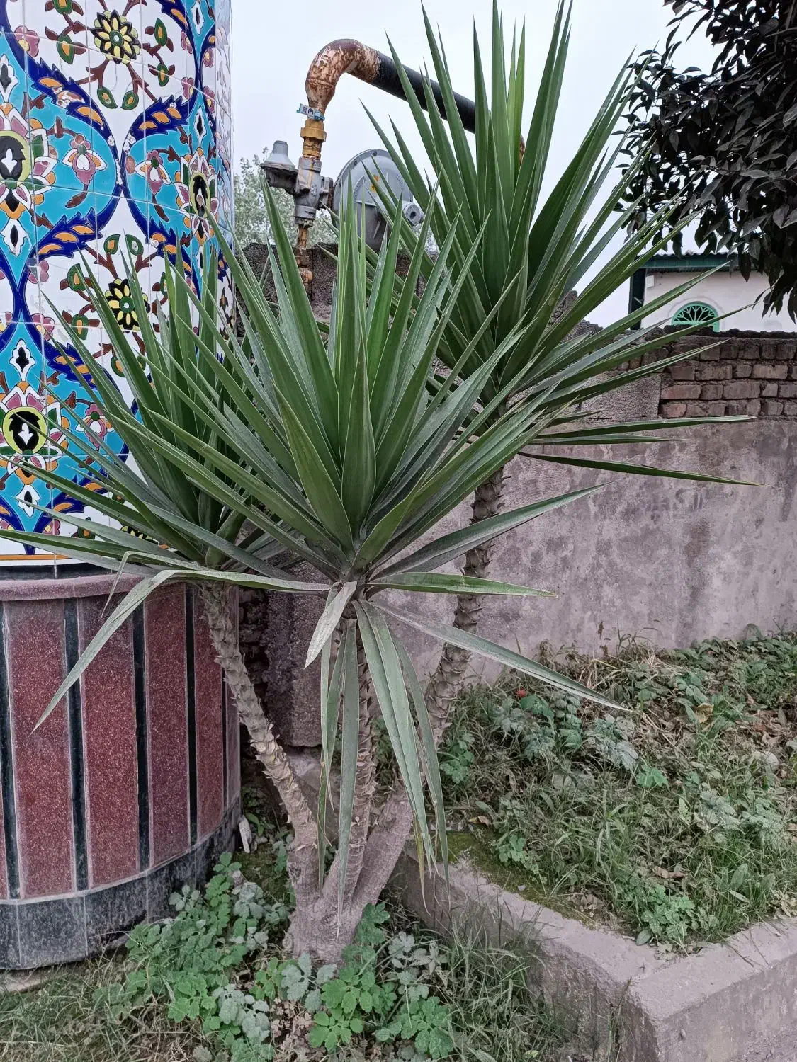 گل درختی|گل و گیاه طبیعی|آمل, |دیوار