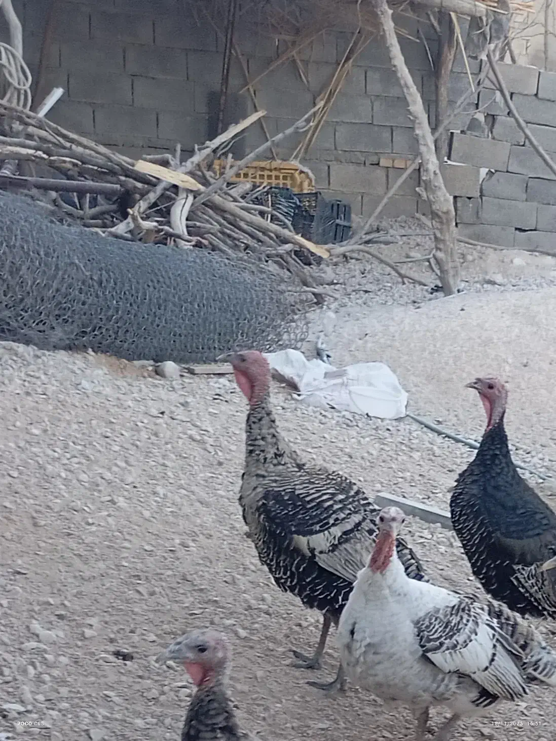 حیوانات خانگی|حیوانات مزرعه|بهبهان, |دیوار