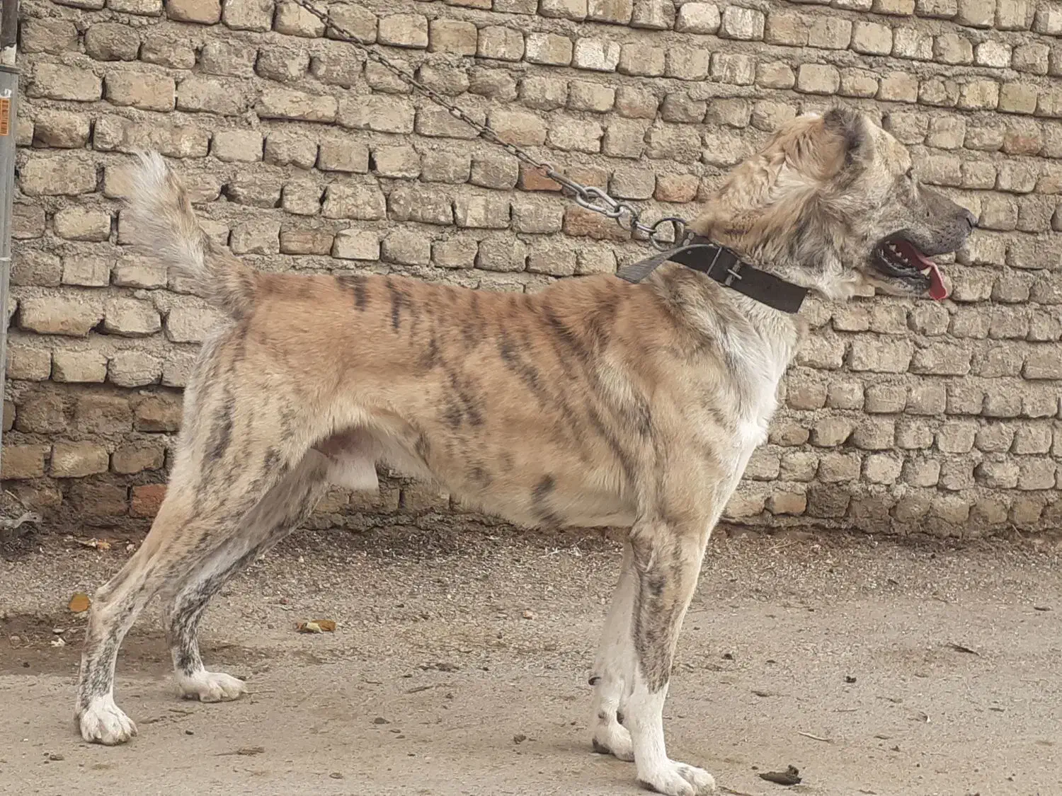 سگ خراسانی|سگ|بروجرد, |دیوار