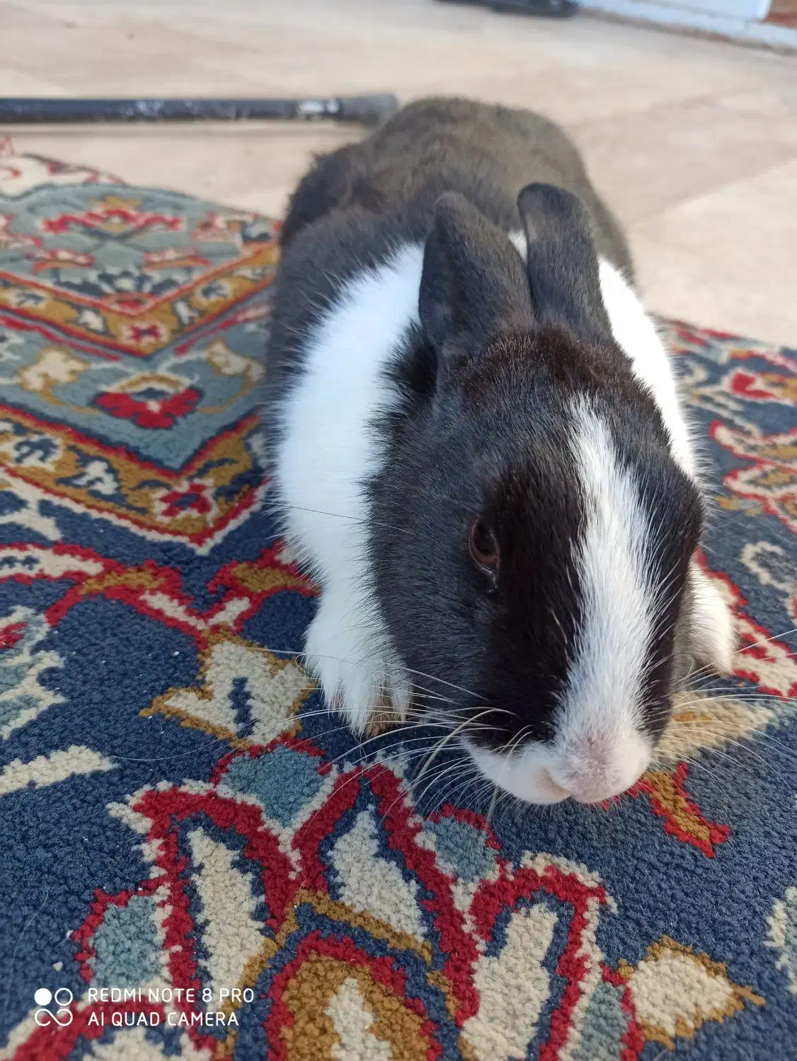 خرگوش اهلی|موش و خرگوش|تربت‌حیدریه, شهرک ولیعصر|دیوار