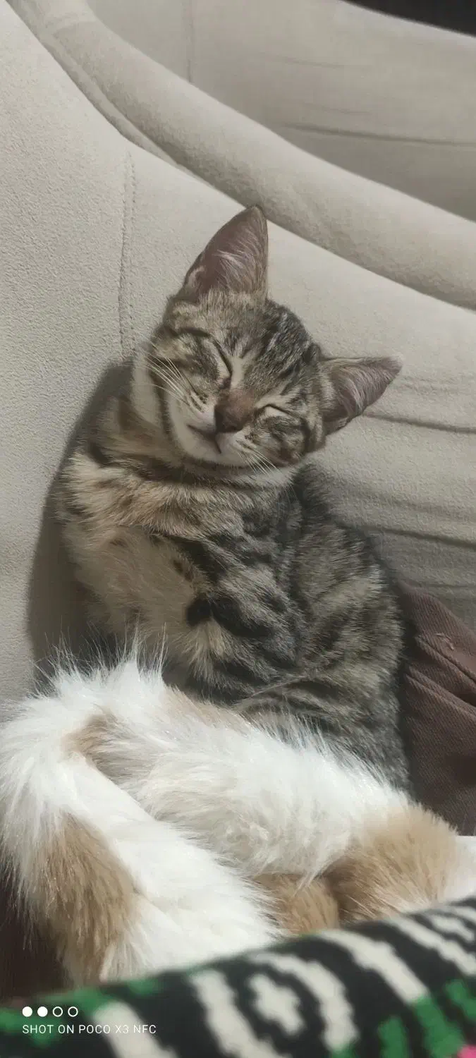 واگذاری رایگان گربه|گربه|تهران, مینای شمالی (مخبر)|دیوار