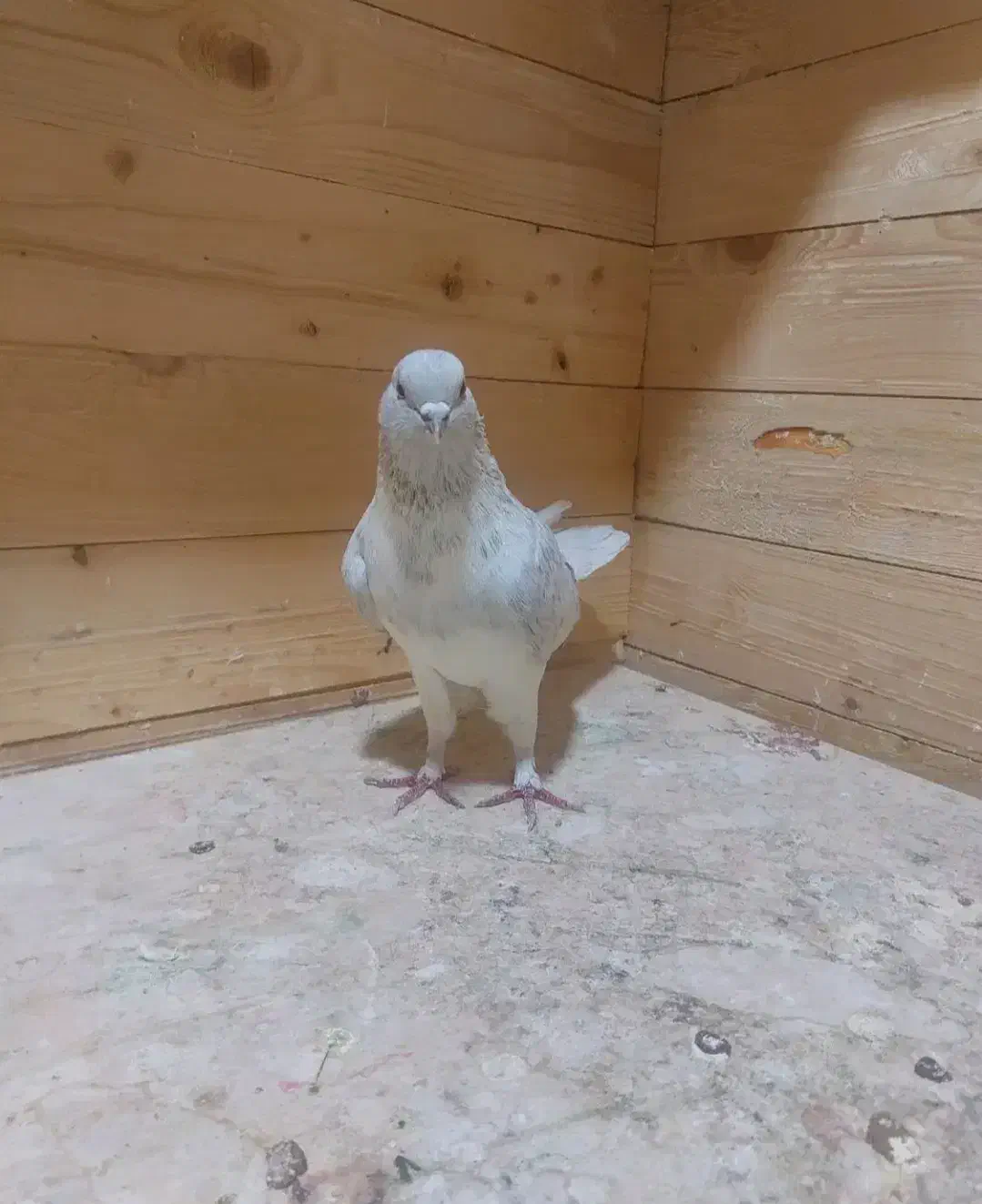 کبوتر|پرنده|ارشق, |دیوار