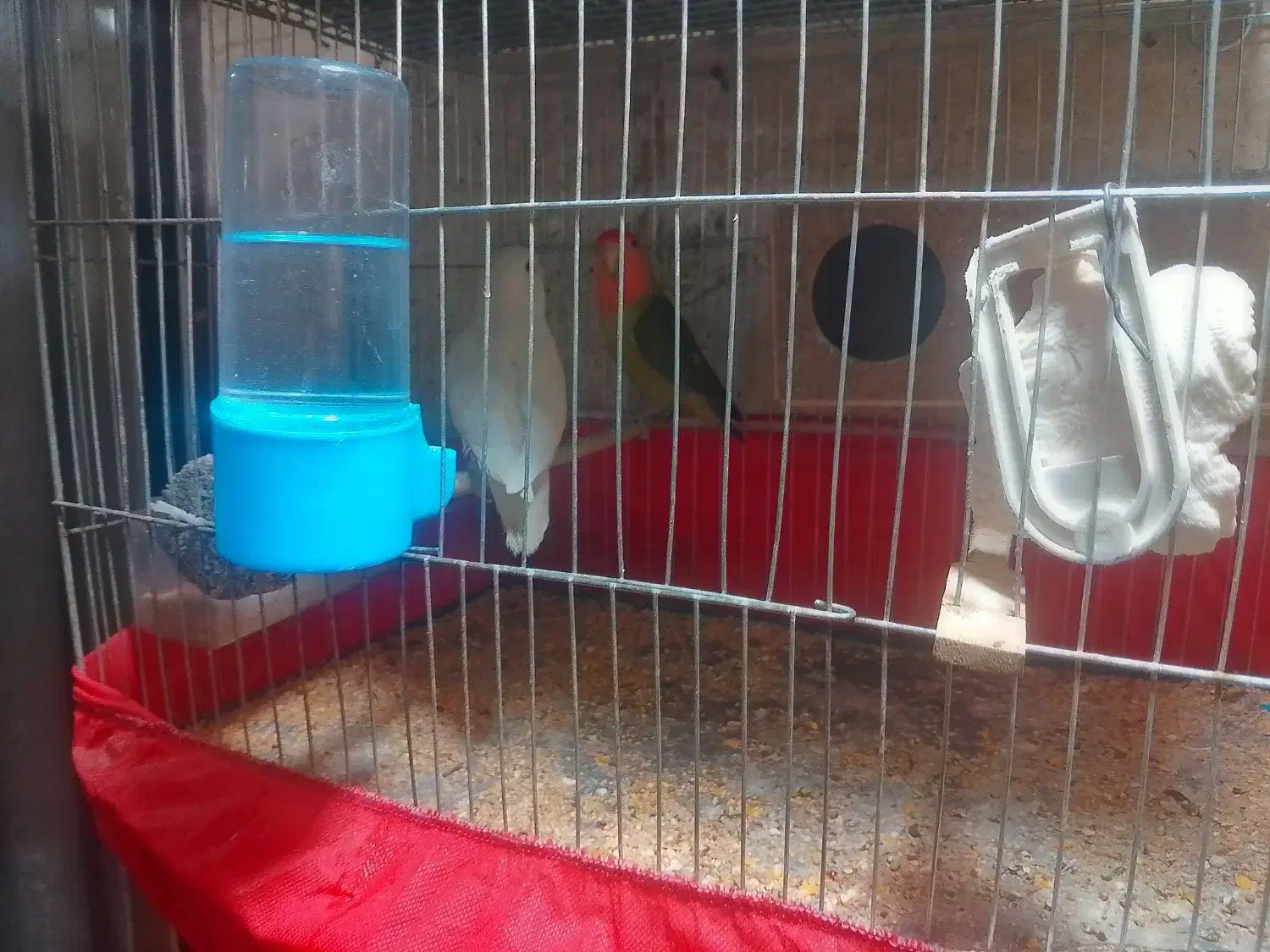 طوطی برزی نر و ماده بالغ|پرنده|فردوسیه, |دیوار